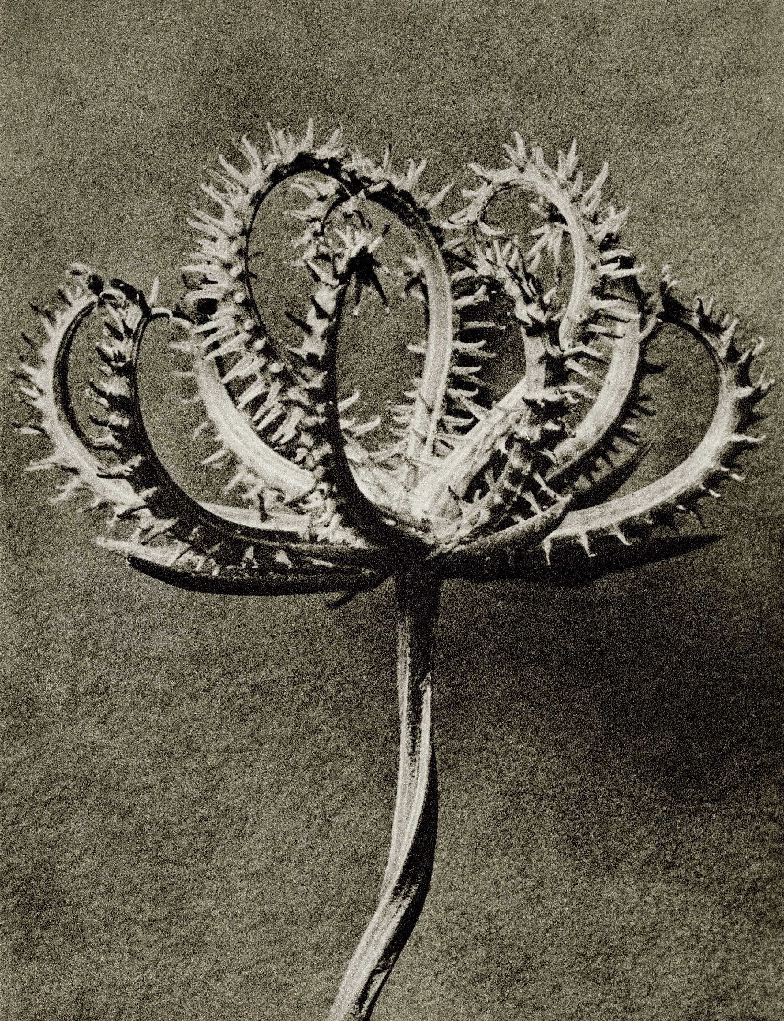 Karl Blossfeldt Black and White Photograph - Plate 53 - Koelpinia linearis (Compositae) seed head 