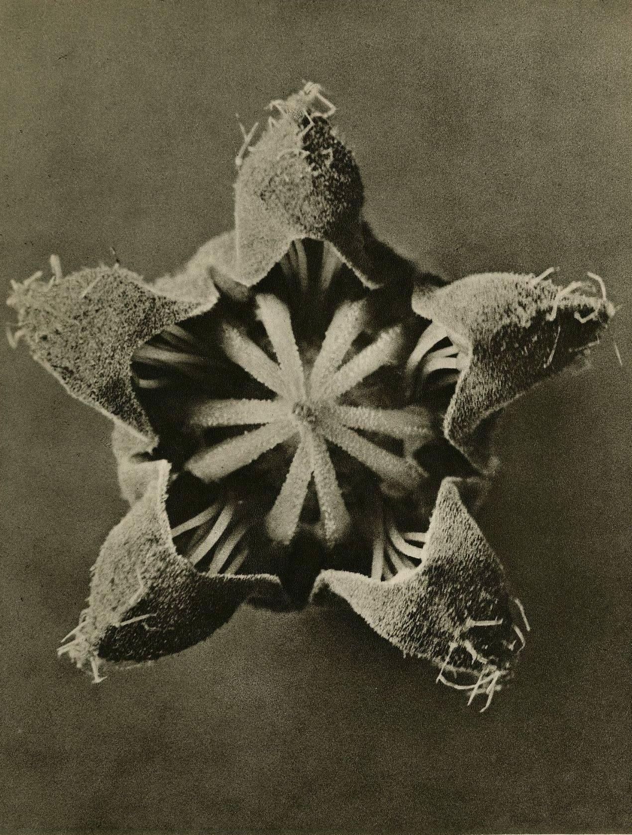 Karl Blossfeldt Black and White Photograph - Plate 23 - Cajophora lateritia, (Loasaceae), Chile Nettle 