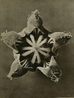 Plate 23 - Cajophora lateritia, (Loasaceae), Chile Nettle