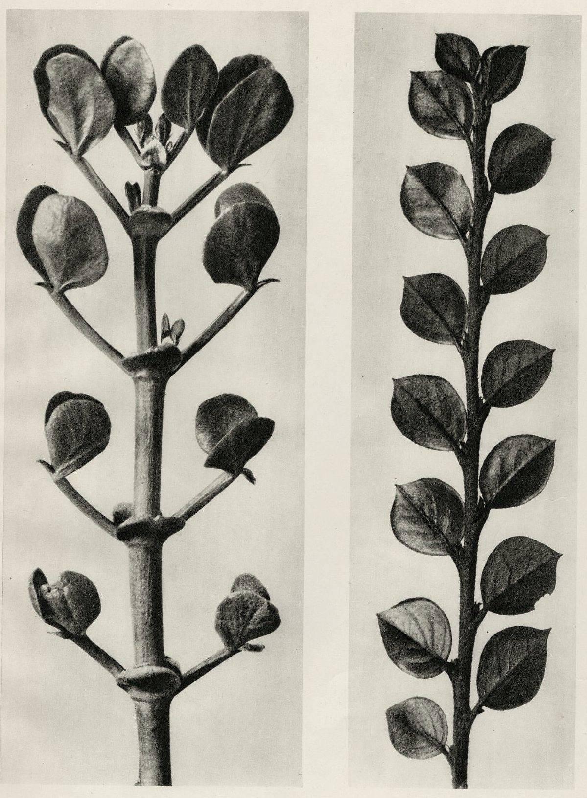 Karl Blossfeldt Black and White Photograph - Plate 113 - a.Zygophyllum fabago, Common Cotoneaster b. Cotoneaster integer 