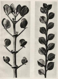 Plate 113 - a.Zygophyllum fabago, Common Cotoneaster b. Cotoneaster integer 