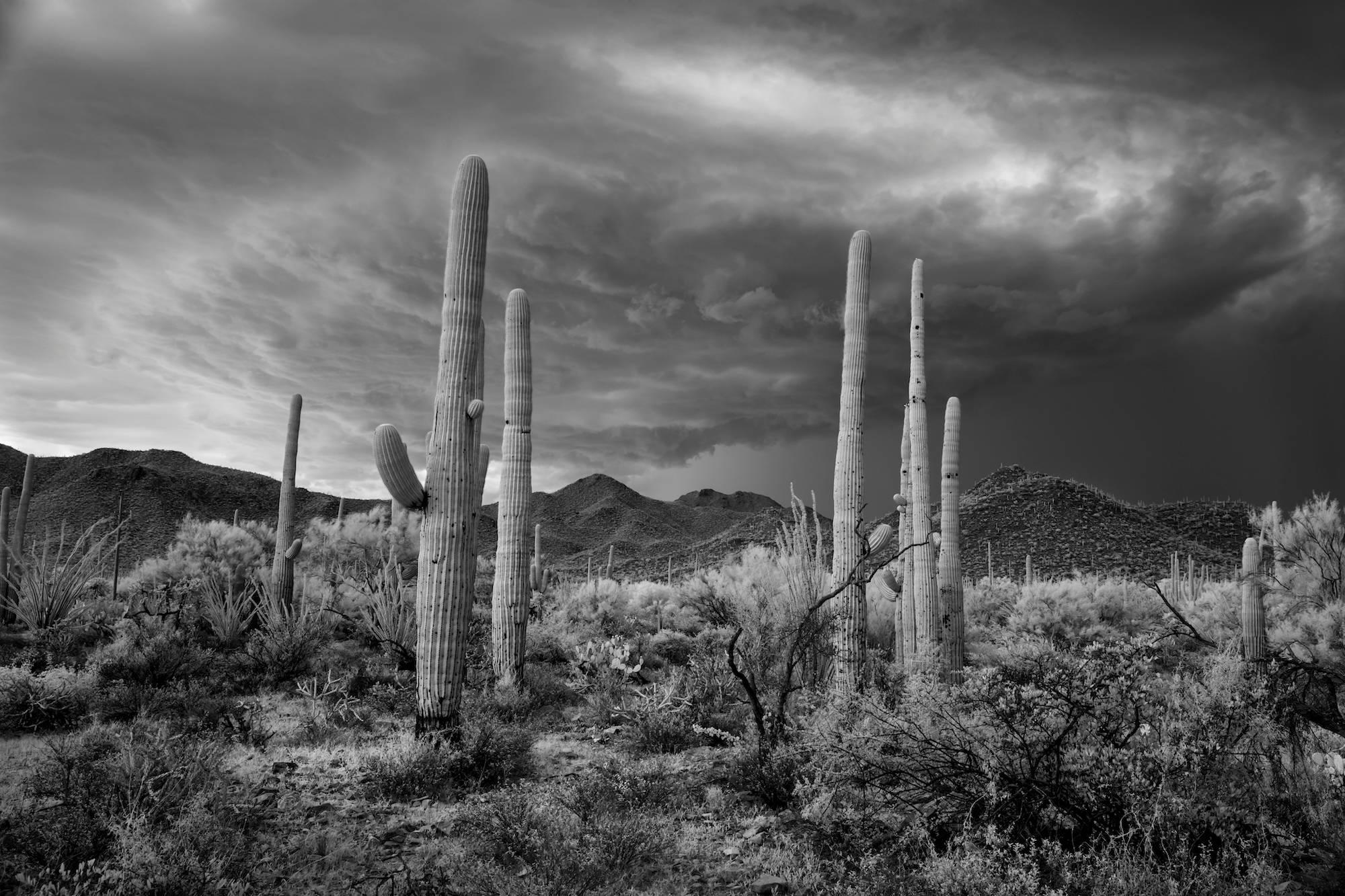 Mitch Dobrowner Black and White Photograph - Saguaro and Storm