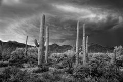 Saguaro und Sturm