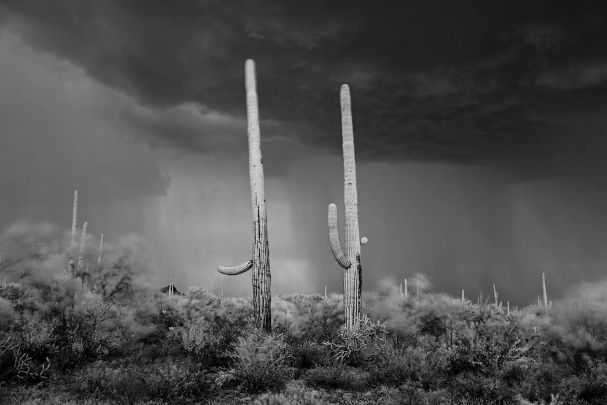Mitch Dobrowner Landscape Photograph - Saguaro Portrait