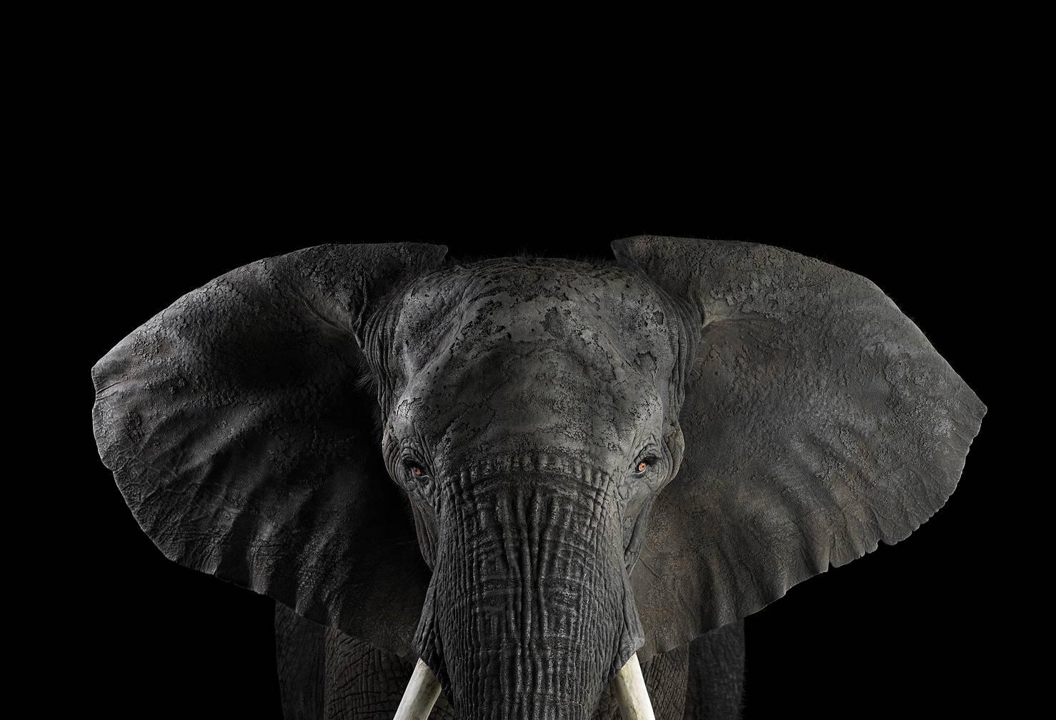 Portrait Photograph de Brad Wilson - Elefante africano nº 1, Los Ángeles, California