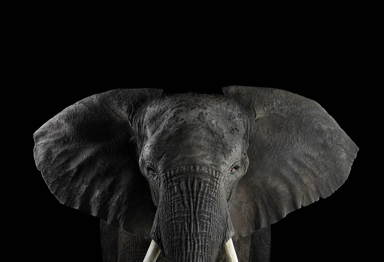 Brad Wilson Portrait Photograph - African Elephant #1, Los Angelels, CA