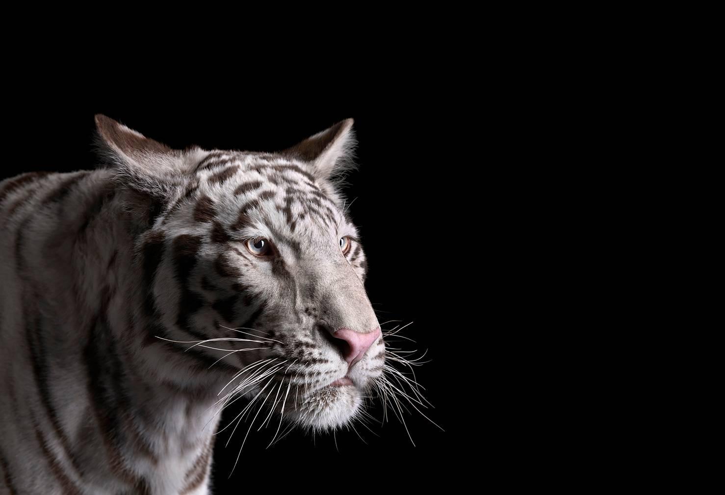 Brad Wilson Color Photograph - White Tiger #1, Los Angeles, CA