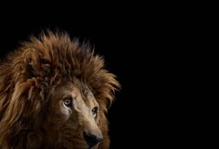 Lion #3, Los Angeles, CA,