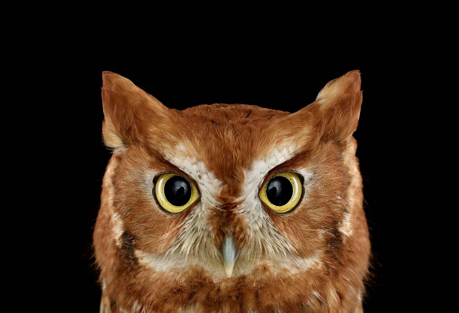 Brad Wilson Color Photograph - Eastern Screech Owl #1, St. Louis, MO