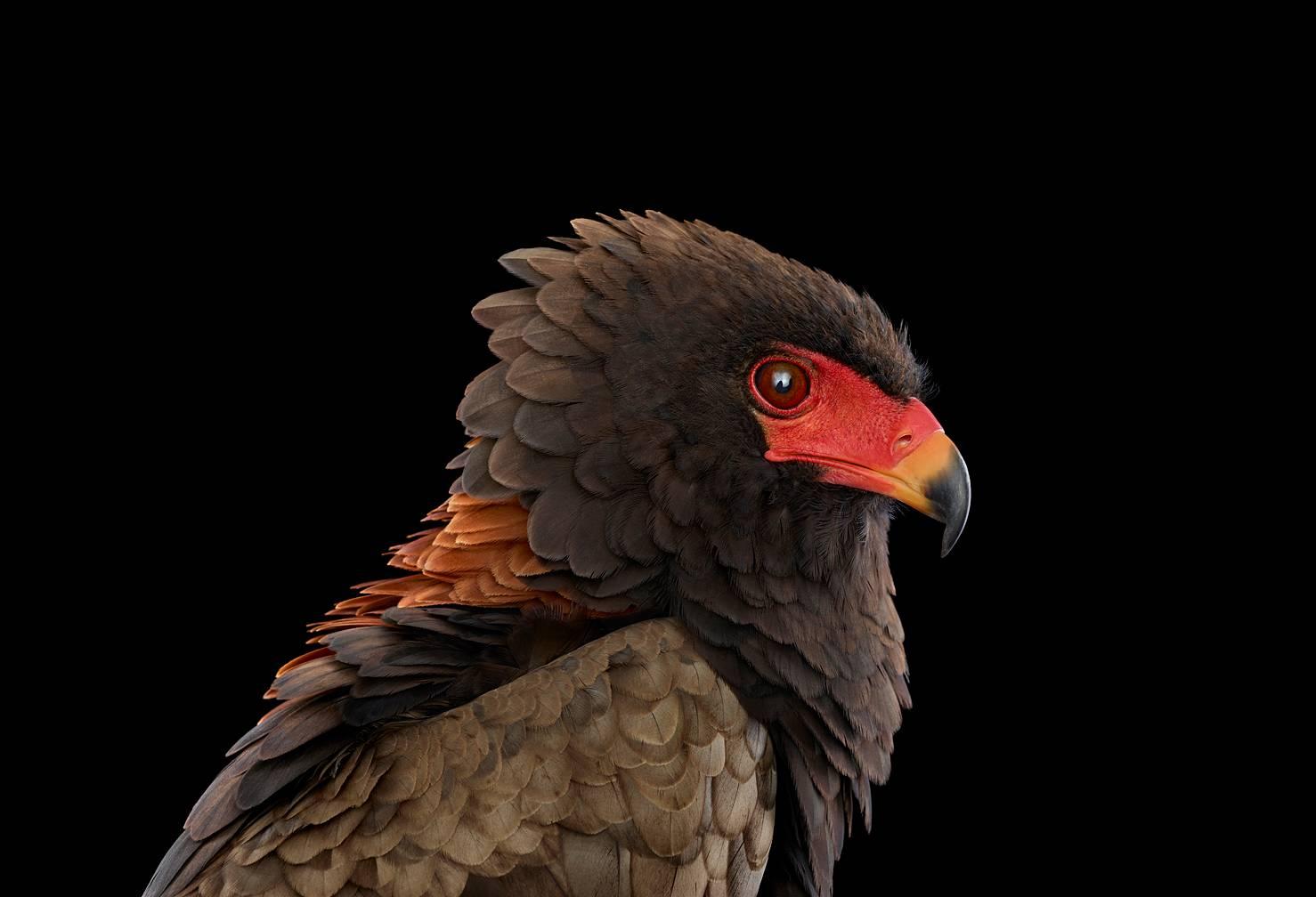 Color Photograph de Brad Wilson - Bateleur Eagle nº 1, San Luis, MO