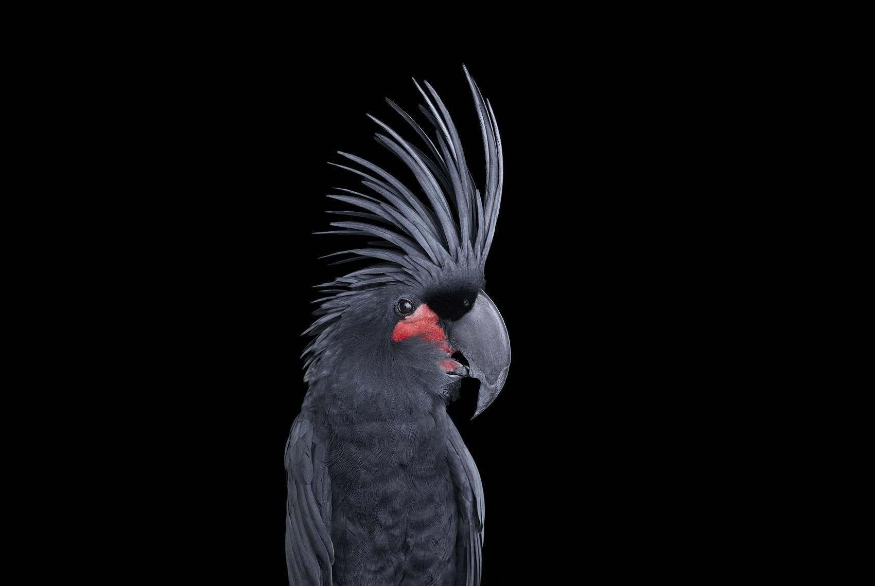 Brad Wilson Color Photograph - Palm Cockatoo #1, Los Angeles, CA, 2016