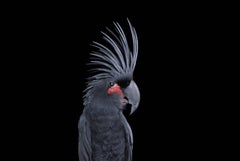 Palm Cockatoo #1, Los Angeles, CA, 2016