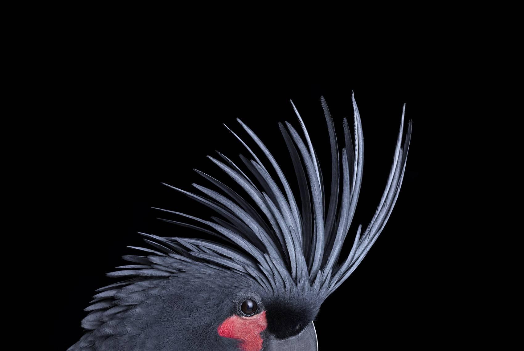Color Photograph de Brad Wilson - Cacatúa palmera nº 3, Los Ángeles, CA, 2016