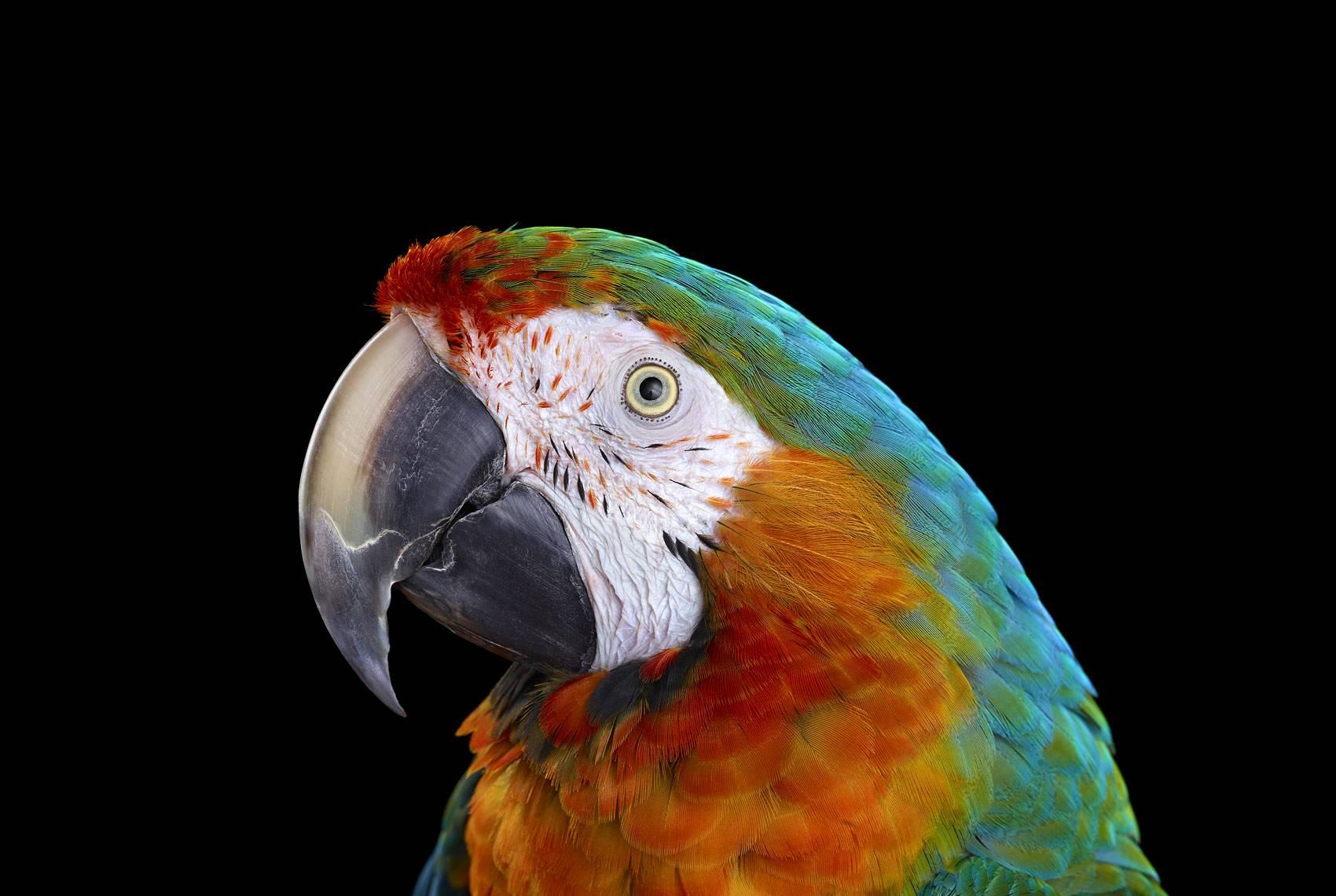 Brad Wilson Color Photograph - Catalina Macaw #1, Albuquerque, NM, 2016