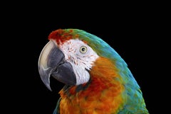 Catalina Macaw #1, Albuquerque, NM, 2016