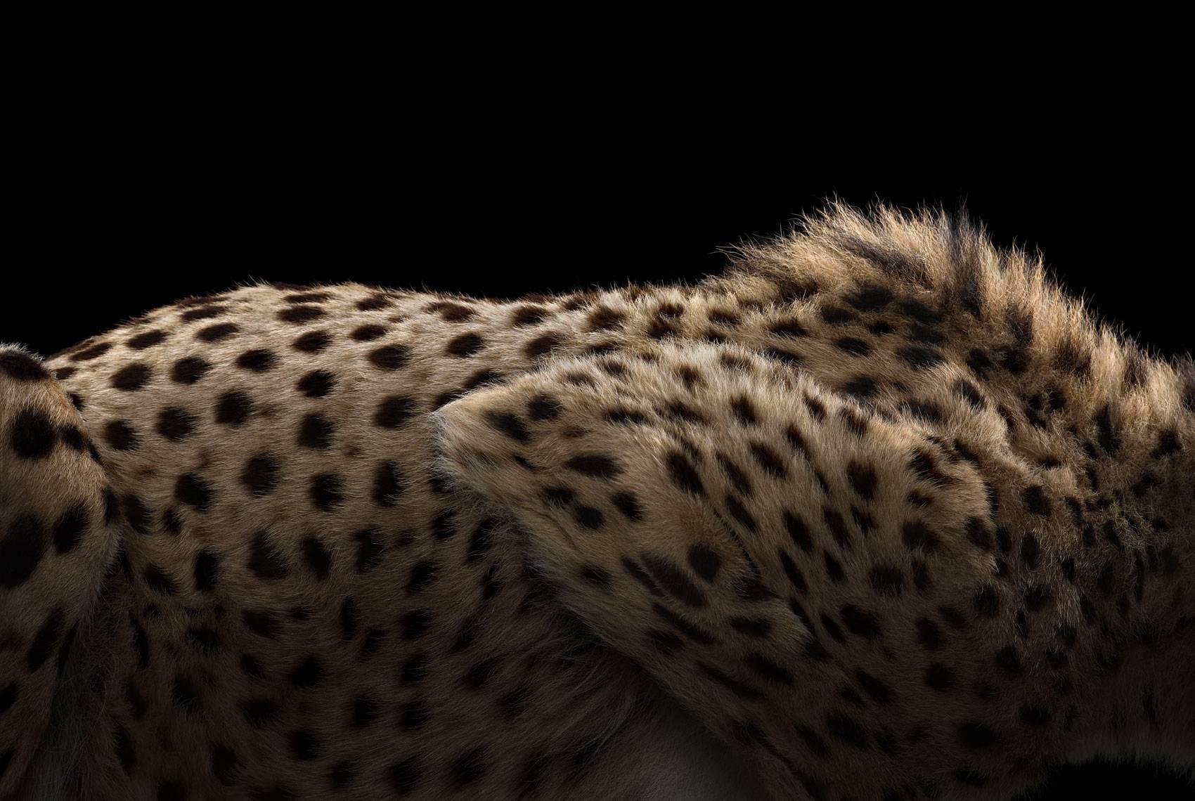 Brad Wilson Color Photograph - Cheetah #5, Los Angeles, CA, 2016