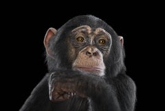 Chimpanzee n° 16, Los Angeles, en Californie, 2016