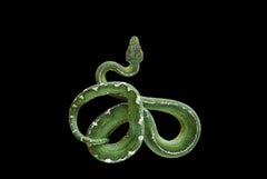 Emerald Tree Boa #1, Albuquerque, NM, 2016