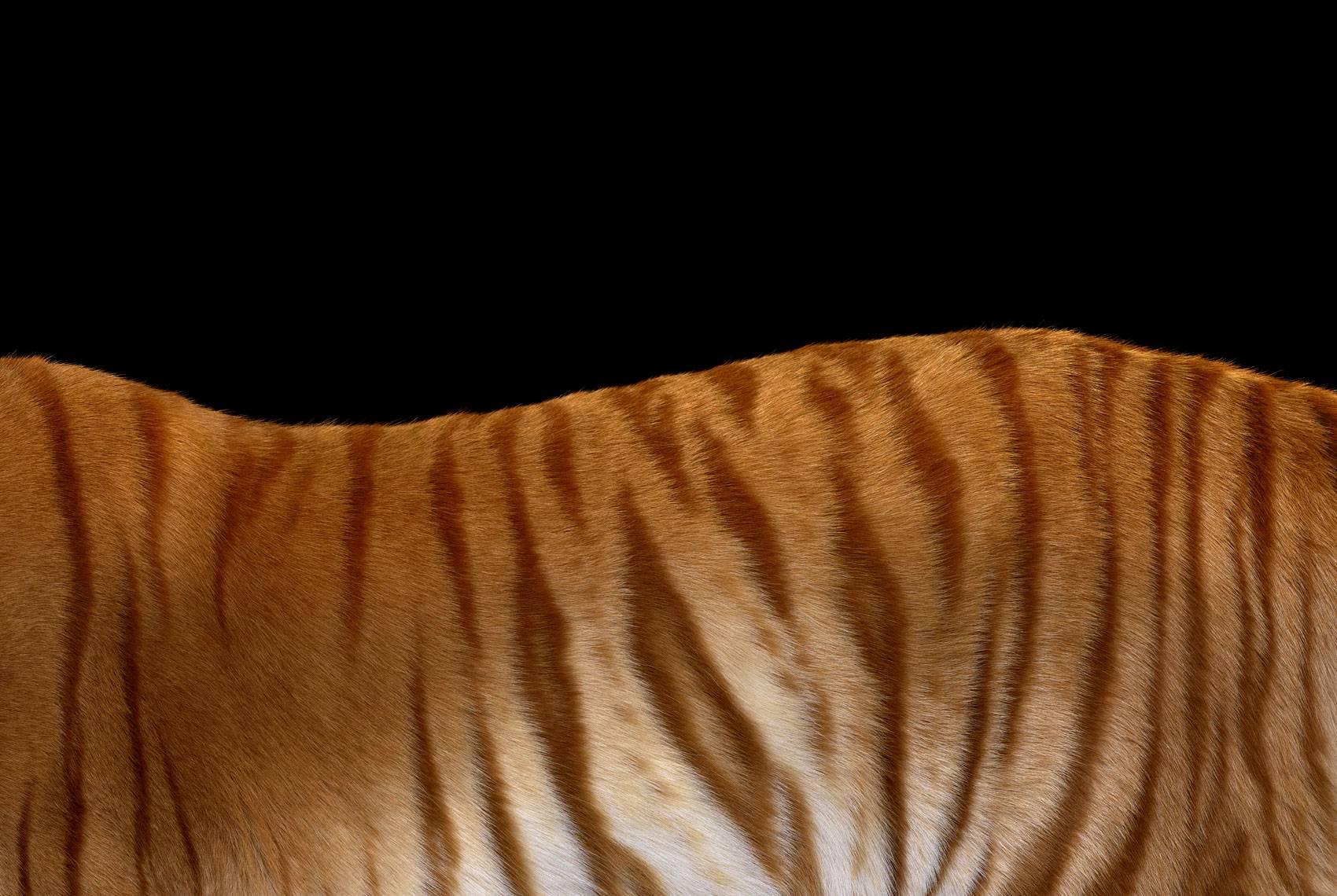 Brad Wilson Color Photograph - Golden Tiger #4, Los Angeles, CA, 2016