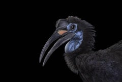 Ground Hornbill #1, Albuquerque, NM, 2016