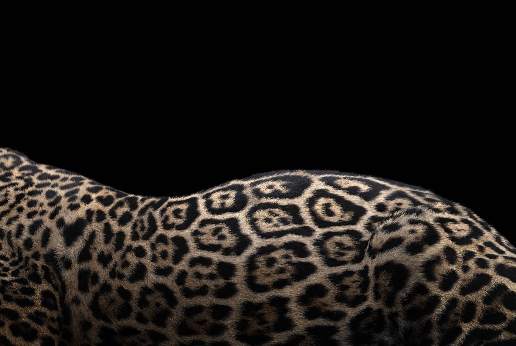 Brad Wilson Color Photograph - Jaguar #2, Los Angeles, CA, 2016