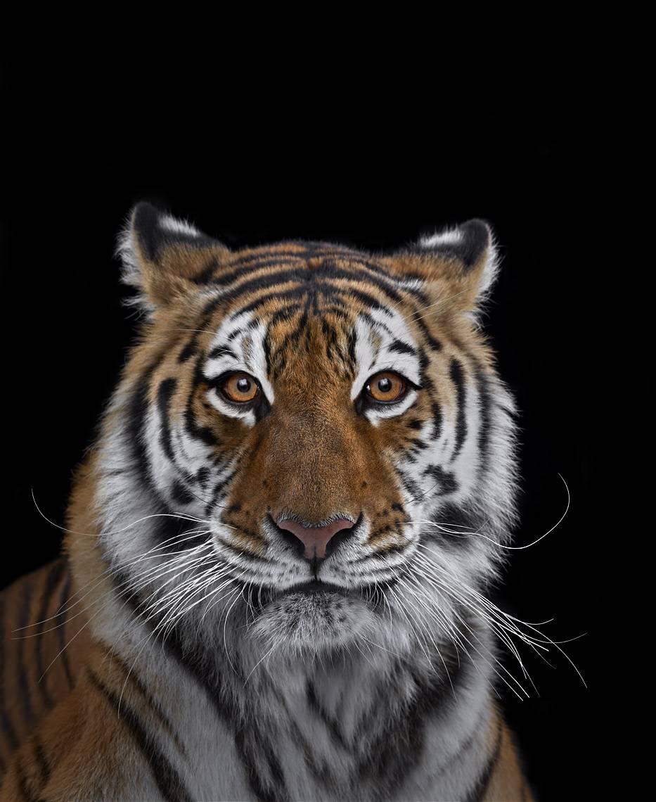 Brad Wilson Color Photograph - Tiger #7, Los Angeles, CA, 2016