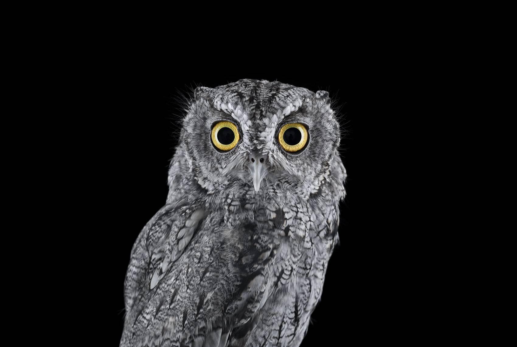 Brad Wilson Color Photograph - Western Screech Owl #4, Espanola, NM, 2016, color photograph, signed 