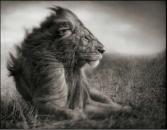 Lion Before Storm II – Sitting Profile, Maasai Mara