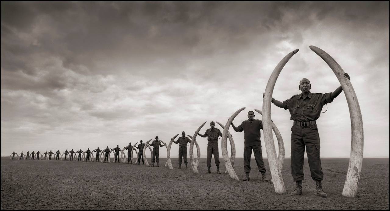 Nick Brandt Black and White Photograph - Line of Rangers Holding Tusks of Killed Elephants