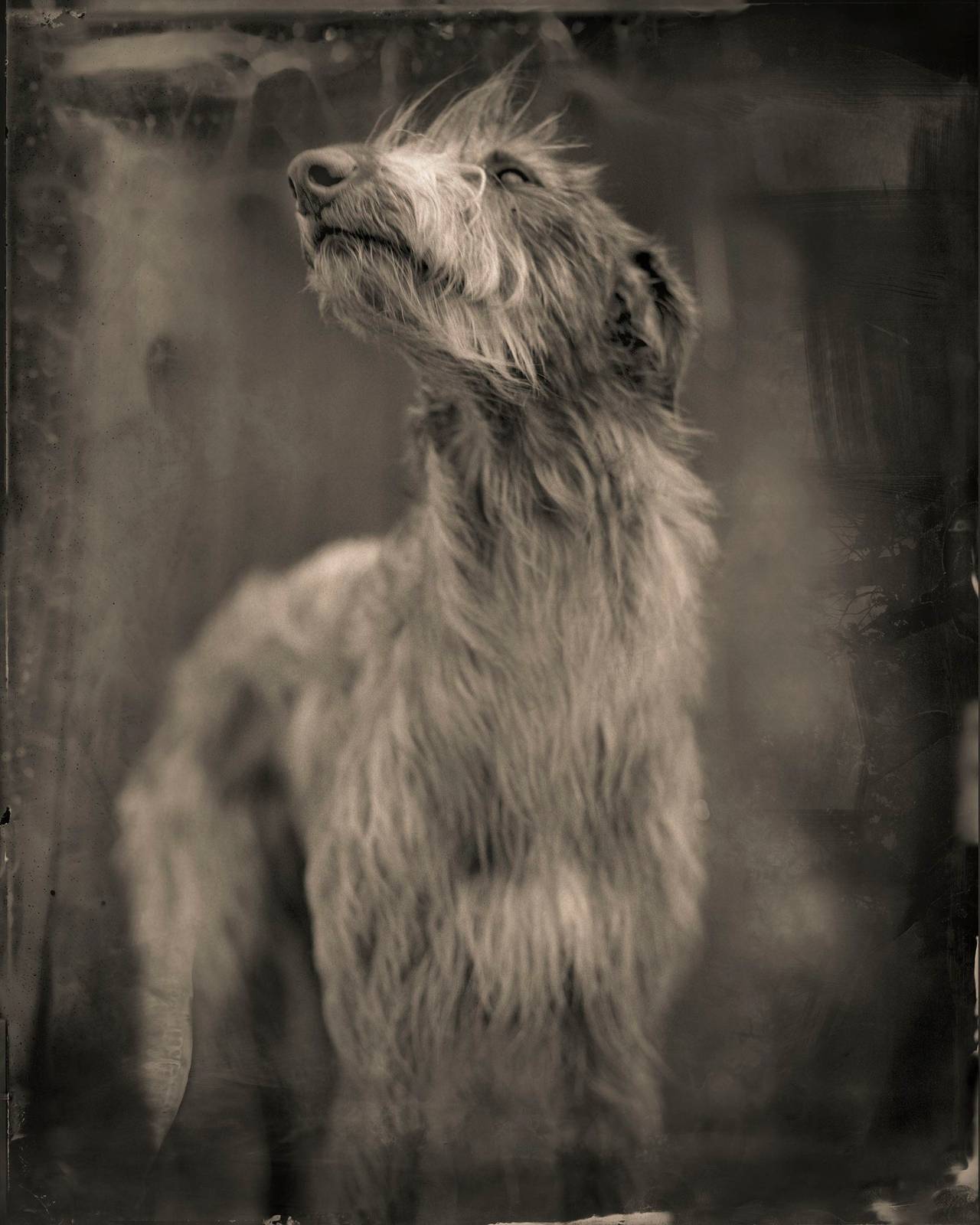 Keith Carter b.1948 Black and White Photograph - Bogdog, limited edition, archival pigment ink print, signed and numbered