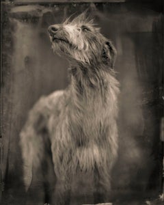 Bogdog, limited edition, archival pigment ink print, signed and numbered
