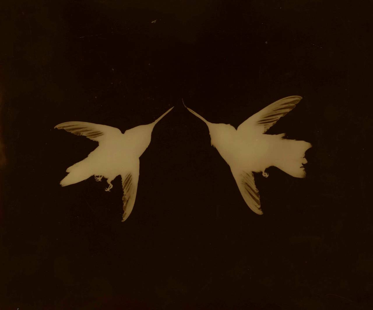 Black and White Photograph di Kate Breakey - Coppia di colibrì