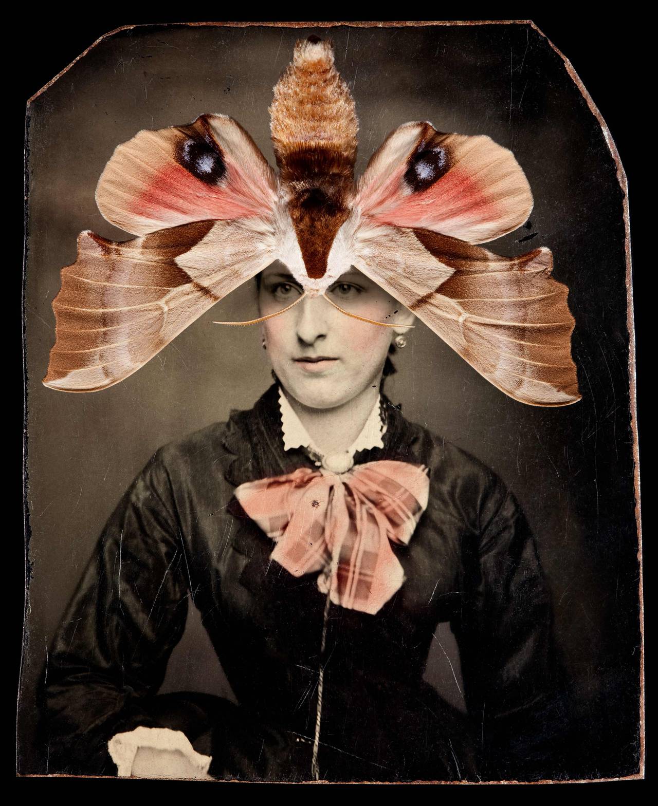 Black and White Photograph di Jo Whaley - Smerinthus saliceti