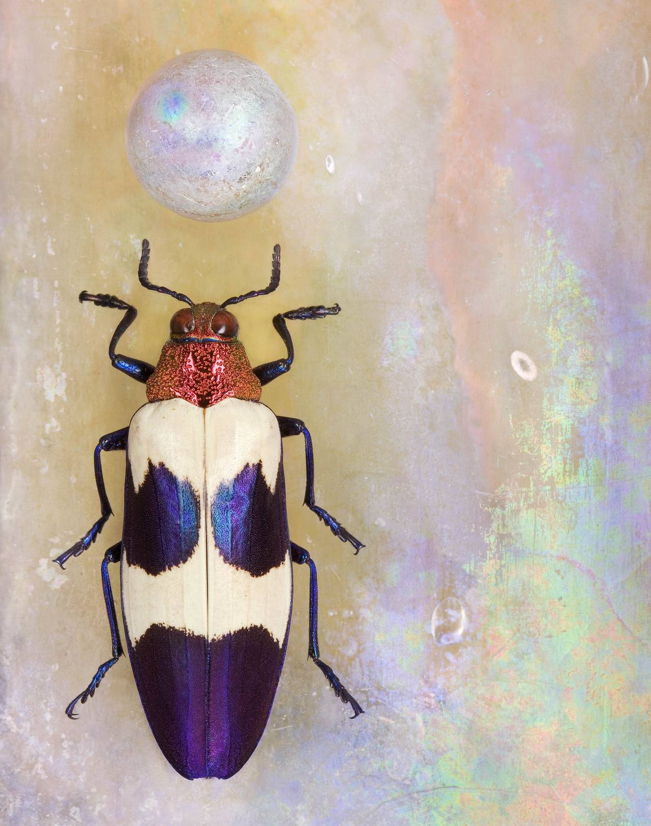 Jo Whaley Color Photograph - Chrysochroa bugueti rugicollio