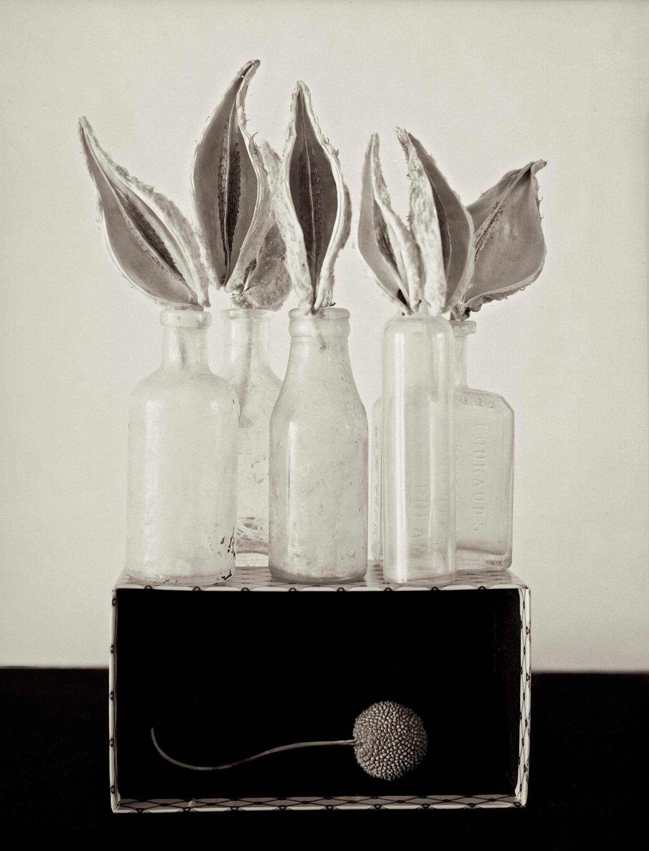 Zoë Zimmerman Black and White Photograph - Biologique