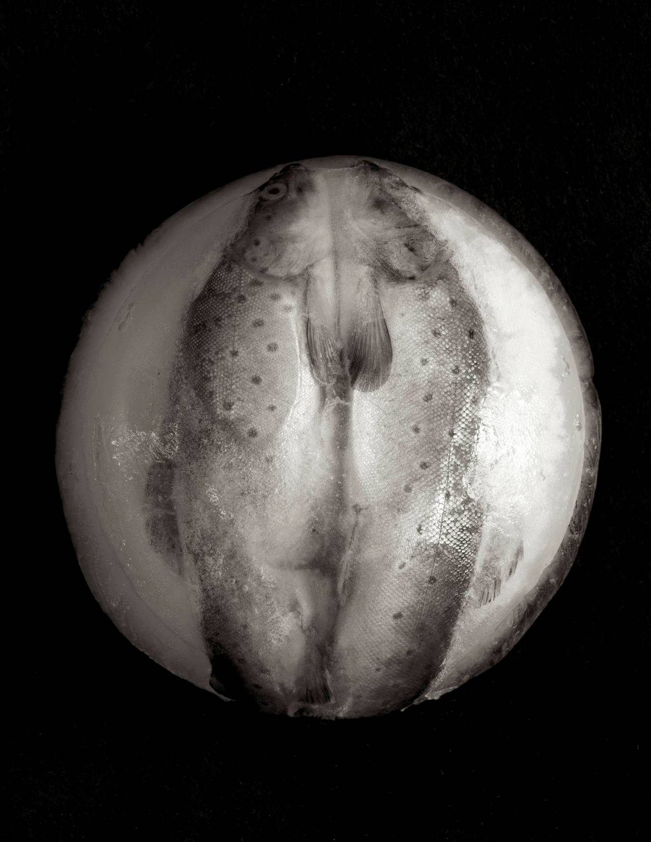 Black and White Photograph di Zoë Zimmerman - The Eclipse