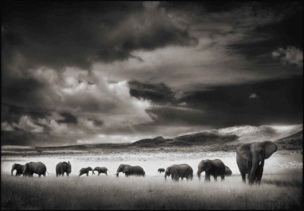 Nick Brandt Black and White Photograph - Elephant Herd, Serengeti