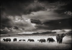 Elephant Herd, Serengeti