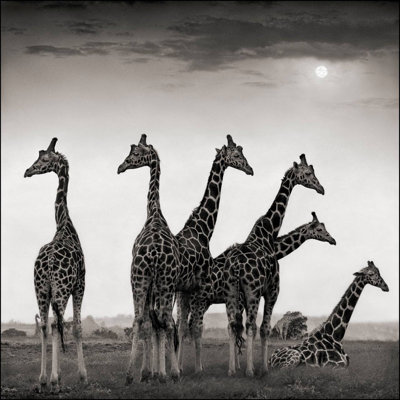 Nick Brandt Black and White Photograph - Giraffe Fan, Aberdares