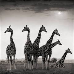 Giraffe Fan, Aberdares 11