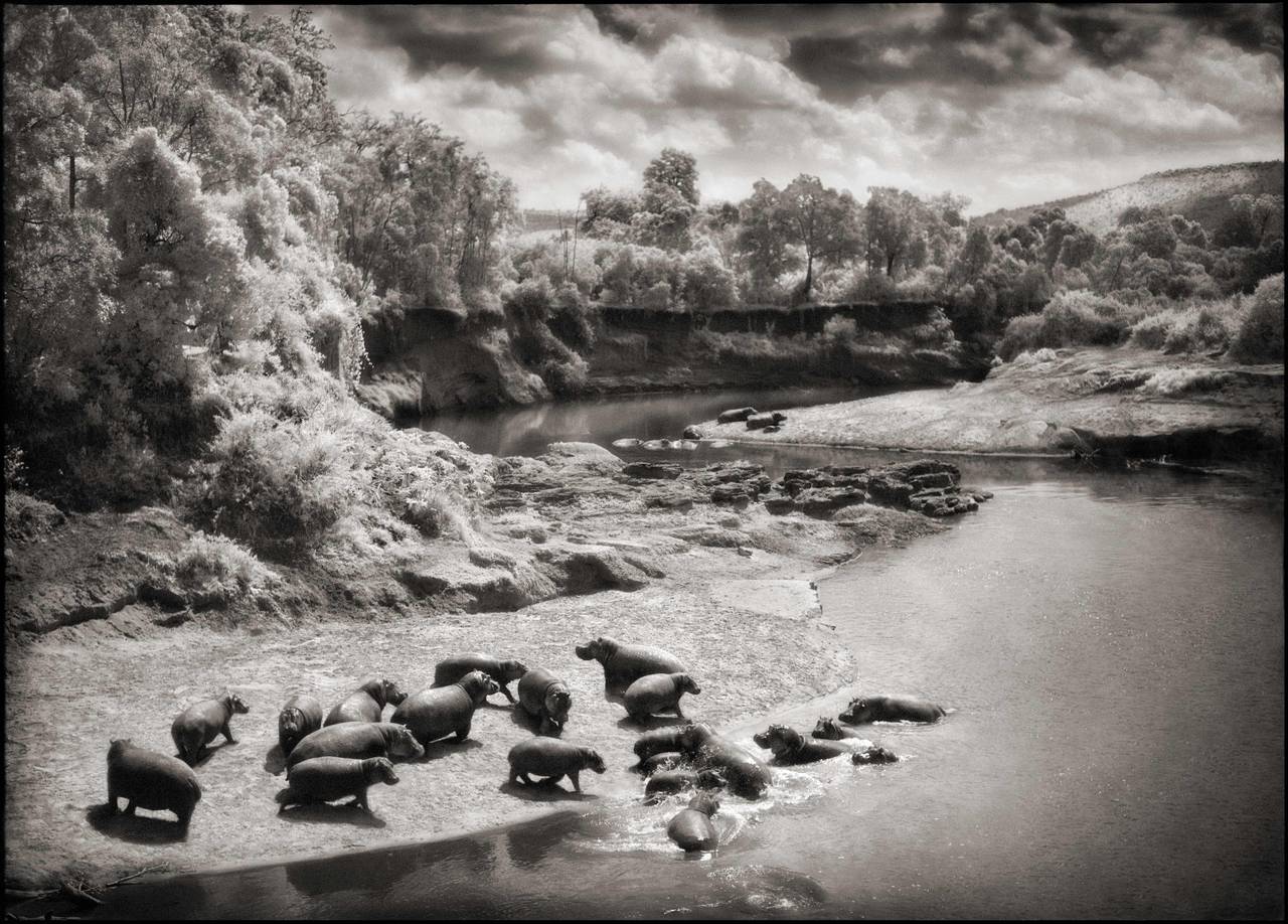 Nick Brandt Black and White Photograph - Hippos on the Mara River, Maasai Mara