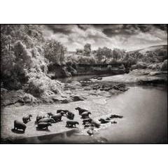 Hippos on the Mara River, Maasai Mara 10