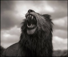 Lion Roar, Maasai Mara