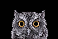 Western Screech Owl #1, Espanola, NM