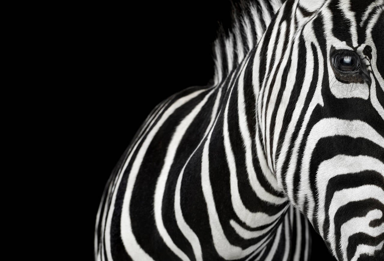 Brad Wilson Color Photograph - Zebra #1, Los Angeles, CA