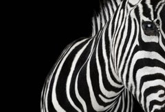 Die Zebra #1, Los Angeles, Kalifornien