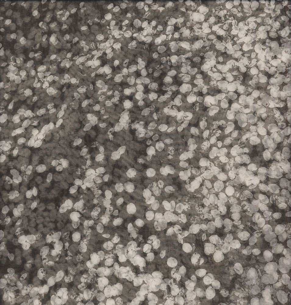 Chaco Terada Abstract Photograph - Flower Dust III