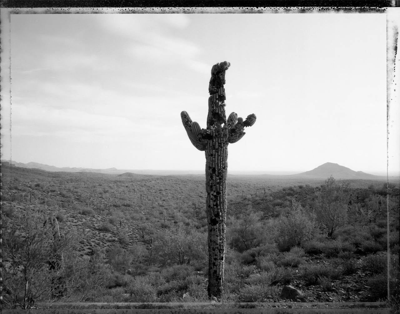 Mark Klett Landscape Photograph – Bullet Riddled Saguaro