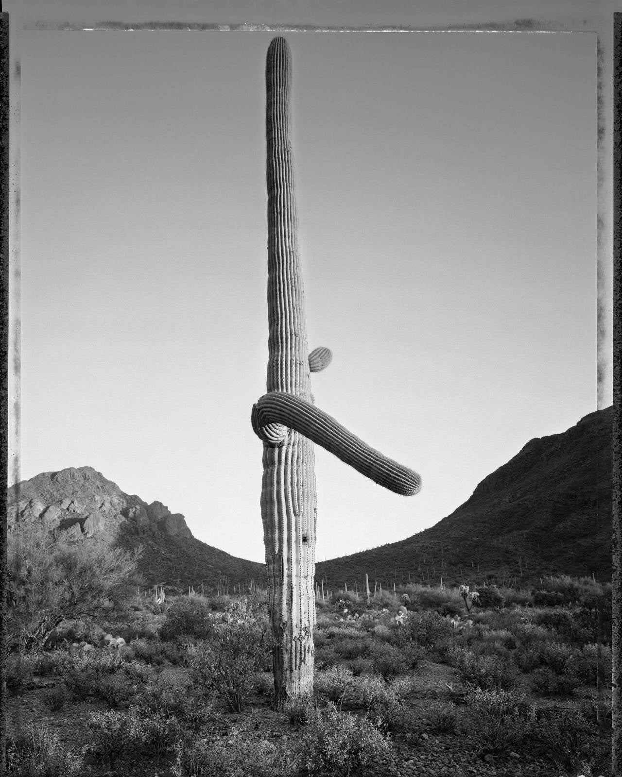 Mark Klett Landscape Photograph - Desert Citizen