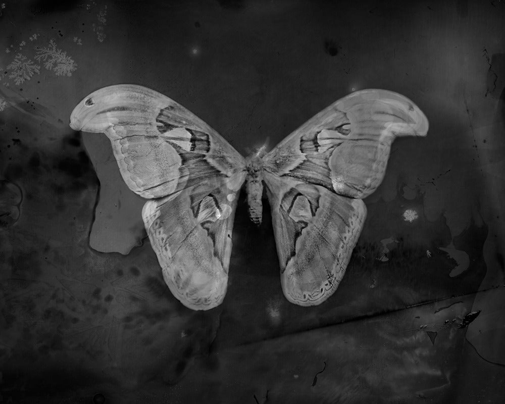 Keith Carter b.1948 Black and White Photograph - Blue Atlas Moth, limited edition, archival pigment ink print, signed + numbered